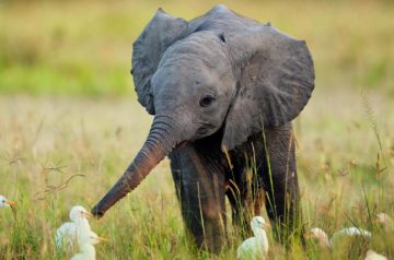 The Little Elephant Who Wants to Fly