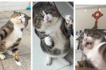 This Cat Is Going Viral for Being the Most Dramatic Creature of All Time